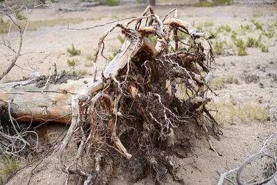 DSC_3132 (Large).JPG